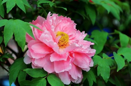 養(yǎng)花小技巧 牡丹不開花，一個(gè)小動(dòng)作換來一片牡丹海