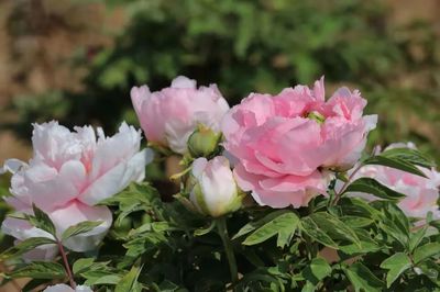 合澗鎮(zhèn) 洪谷牡丹香滿園，芍藥爭(zhēng)艷春意濃