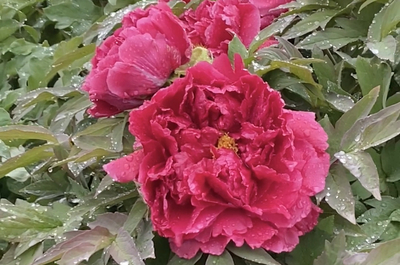 長(zhǎng)清金箭山賞花節(jié)周六開(kāi)幕 萬(wàn)株牡丹爭(zhēng)奇斗艷